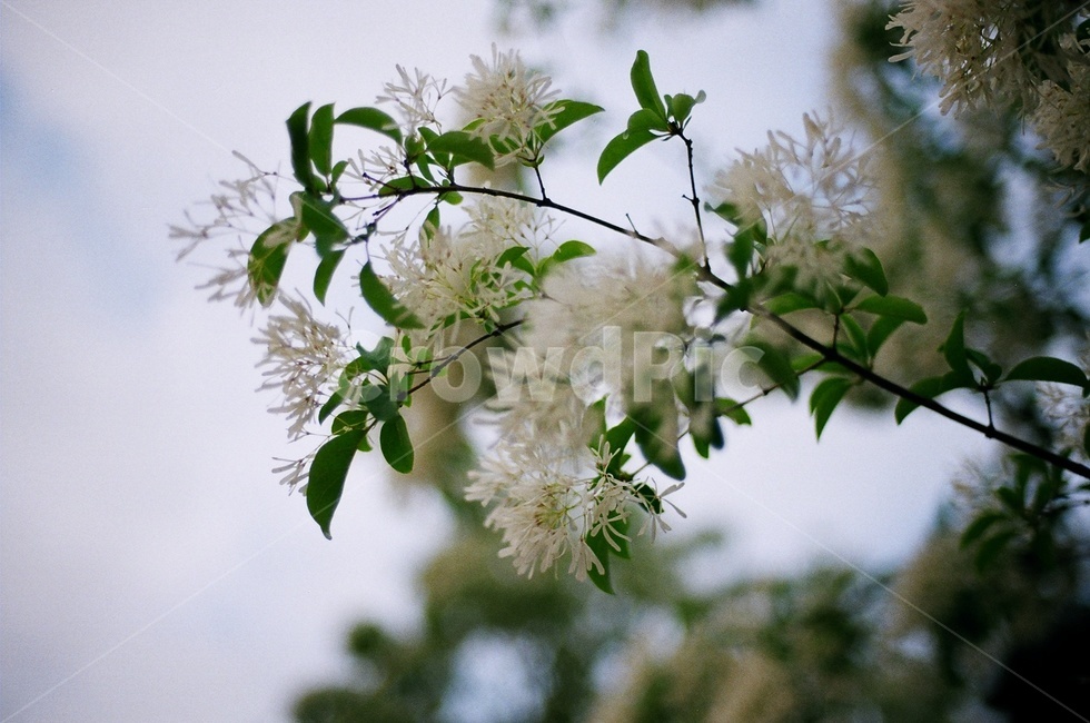 spring,pop tree,tree,film camera,flower
