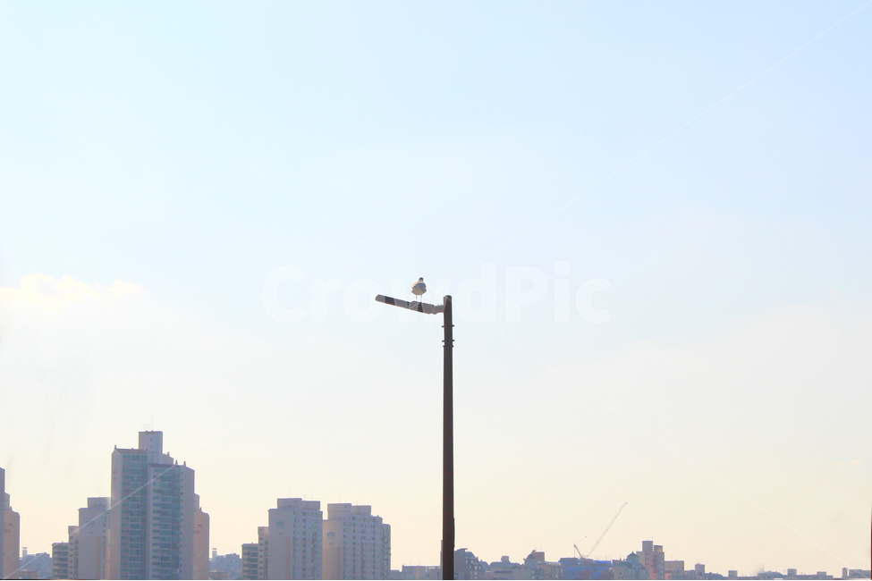 한강,하늘,갈매기,새,저녁,skt,bird,도시,풍경,city,landscape,동물,animal,조류,새,birds