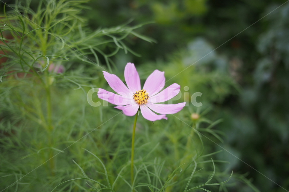 코스모스,cosmos,plant,식물,화분,pollen,식물,자연,plants,nature,꽃,flower