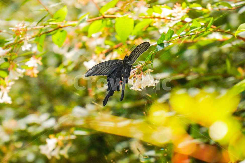 나비,가지,꽃,검은나비,식물,leaf,동물,animal,곤충,벌레,insect,bug