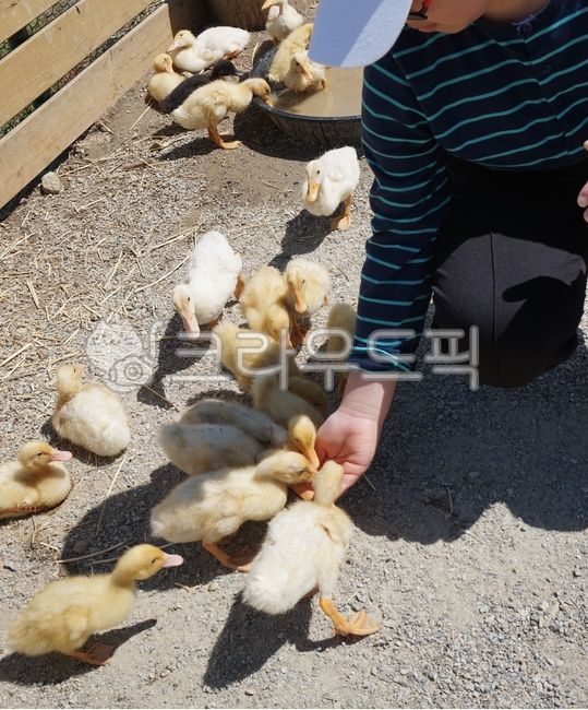 beak,kid,yellow,stingray,boy,flock of ducks,baby duck,children,duck,feeding,duckling,animal Farm,Feeding,Livestock,child