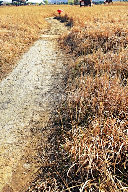 갈대,생태공원,빨강우산,갈대숲길,풍경,자연,배경,가을,계절,fall,autumn,season,gravel,자갈,road,도로,dirt road,흙길,ground,바닥