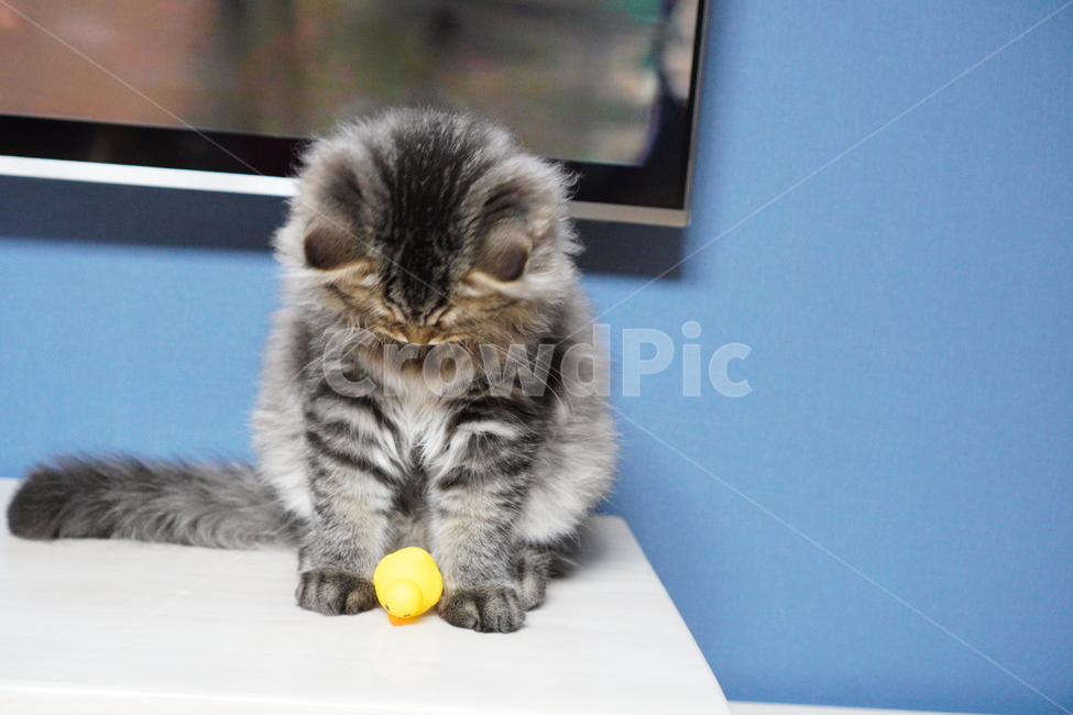 고양이,귀여운고양이,어린고양이,페르시안고양이,냥이,야옹이,반려묘,cat,cutecat,동물,animal,포유류,mammal,고양이,cat,kitten,kitty