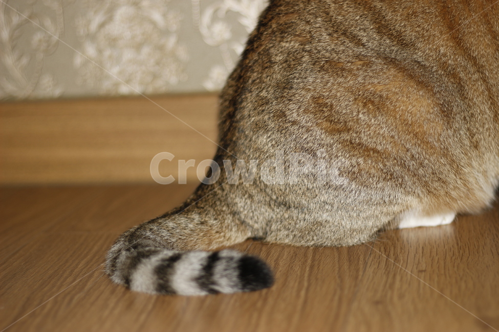 고양이,반려동물,반려묘,동물,길고양이,집사,애완동물,cat,pet,kitten,animal,동물,animal,고양이,cat,kitten,kitty