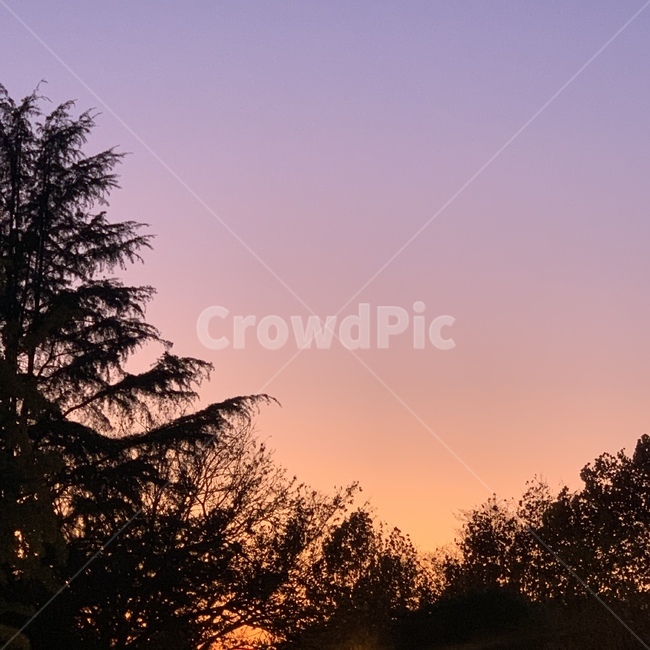 나무,tree,식물,plant,자연,sunset