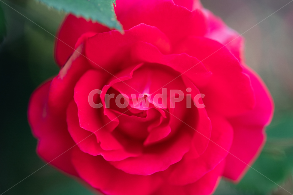 자연,꽃,장미,붉은색,rose,붉은장미,봄,계절,spring,season,식물,자연,plants,nature,꽃,flower,blossom,plant