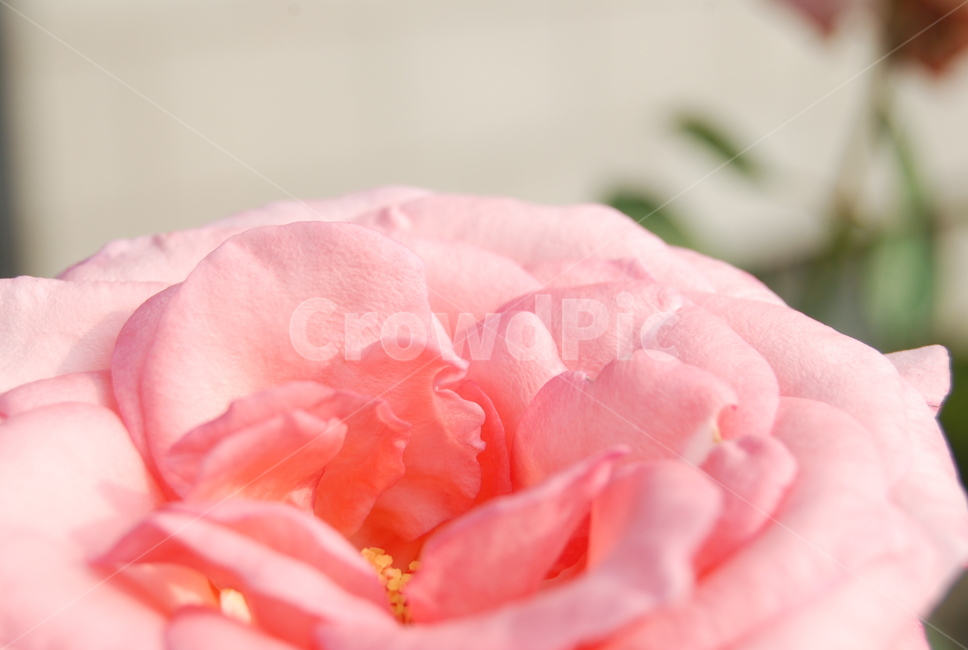 장미,분홍꽃,꽃,예쁜,꽃잎