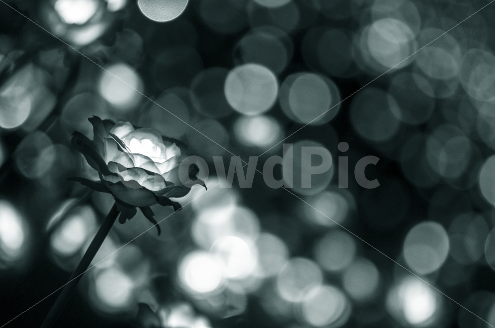 장미,꽃,감성,보케,빛망울,조명,빛,LED,신비함,모던,식물,식물,자연,plants,nature,꽃,flower,감성,sensible,feeling,흑백,모노톤,monochrome,black and white
