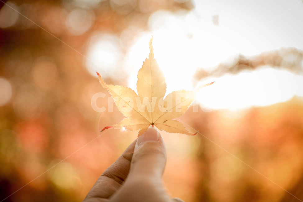 단풍,가을,fall,plant,식물,leaf,잎,tree,나무,인간,human,사람,person,가을,계절,fall,autumn,season,식물,자연,plants,nature,신체일부,몸,body