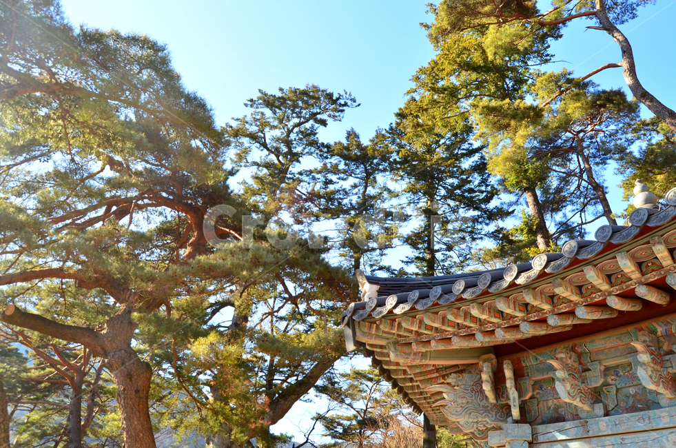 자연,풍경,나무,tree,nature,한국전통,한국문화,korean traditional,korean culture,건축물,건물외관,exterior,building,structure,architecture,construction