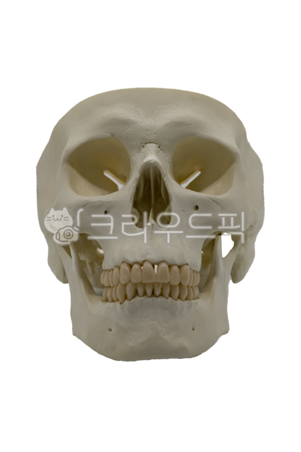 할로윈,할로윈데이,할로윈축제,호러,해골,skull,무서움,공포,horror,축제,removebackground,행사,이벤트,event,holloween,party,holloweenparty,festival,편집소스,jaw,턱