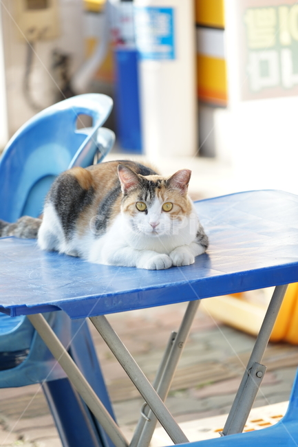 테이블,고양이,동물,포유류,길냥이,cat,animal,pet,동물,animal,포유류,mammal,고양이,cat,kitten,kitty