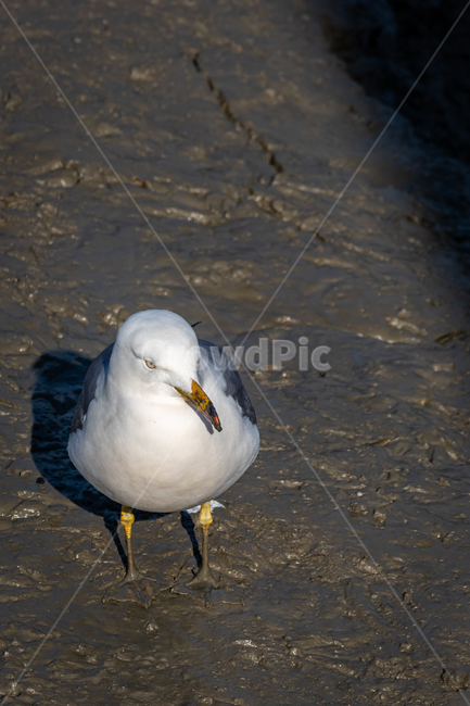 갈매기,새,갯벌,동물,눈빛,동물,animal,조류,새,birds