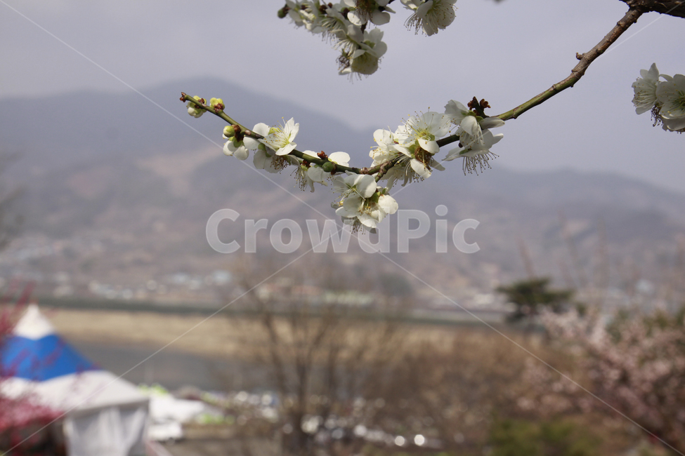매화꽃,봄,봄꽃,자연,계절,꽃,spring,season,nature,flower,봄,계절,spring,season,식물,자연,plants,nature,꽃,flower,plant