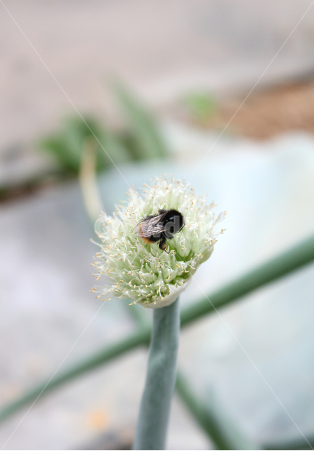 꽃,플라워,파꽃,파,식물,자연,클로즈업,벌,곤충,벌레,식물,자연,plants,nature,꽃,flower,동물,animal,곤충,벌레,insect,bug