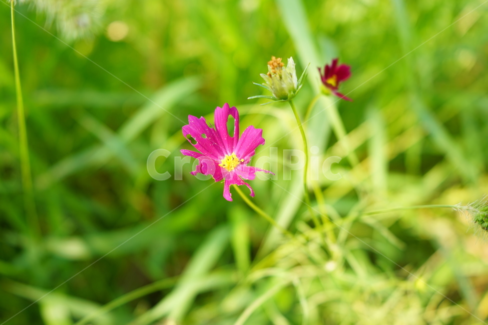 코스모스,빨강코스모스,가을꽃,9월의꽃,꽃,식물,식물,자연,plants,nature,꽃,flower