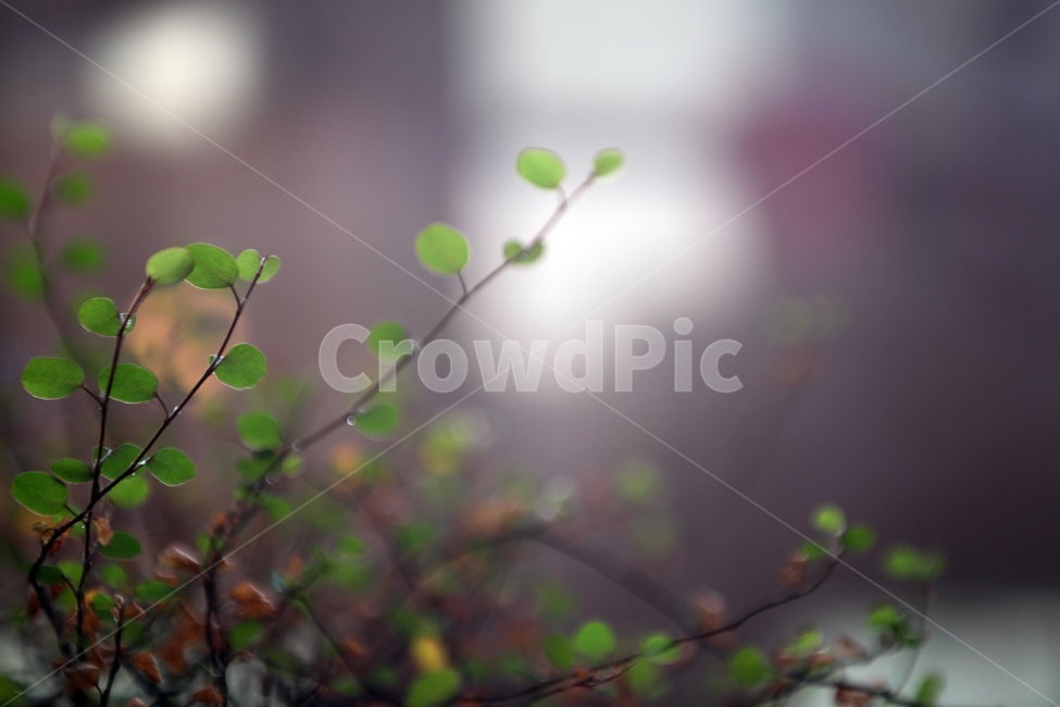 식물,봄,초록,생명,새싹,느낌,자연,식물,자연,plants,nature