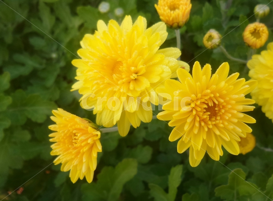 국화,관상식물,황화,다년생초본식물,오상고절,식물,자연,plants,nature,꽃,flower