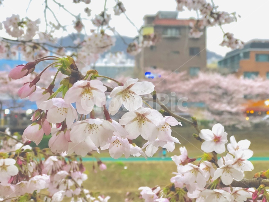 벚꽃,식물,blossom,꽃,cherryblossom,flower,봄,spring,봄,계절,spring,season,plant,cherry blossom