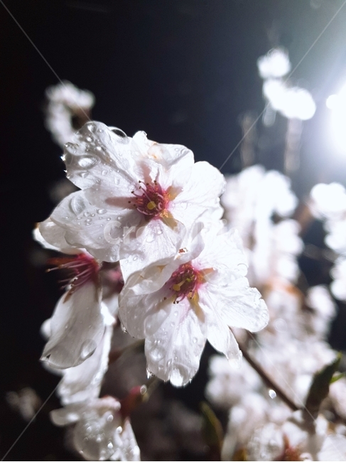 벚꽃,밤벚꽃,봄,벚나무,이슬,봄,계절,spring,season,야경,밤,풍경,nightscape,night,landscape,식물,자연,plants,nature,꽃,flower,plant,blossom,cherry blossom