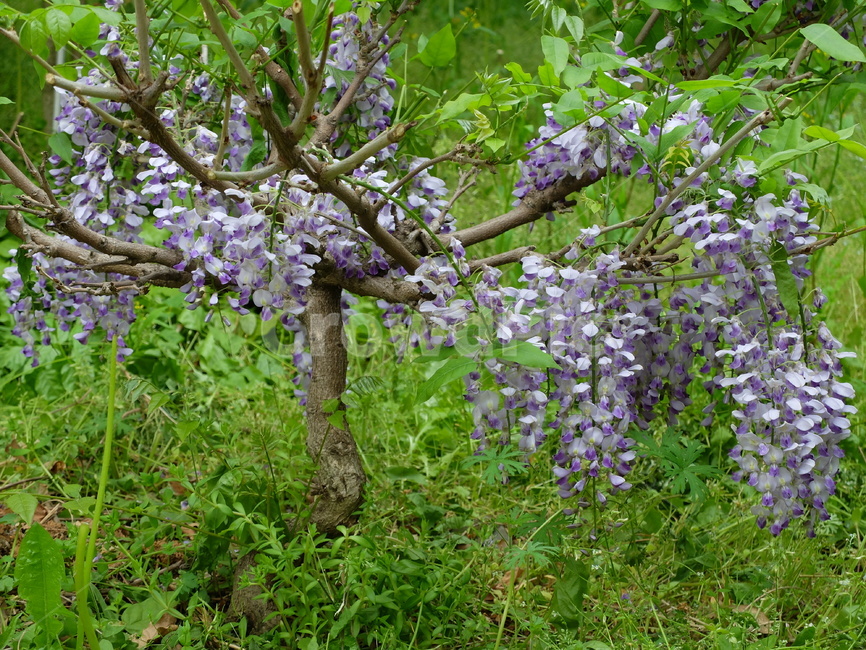 등나무,등나무꽃,연보라꽃,환영,총상꽃차례,식물,자연,plants,nature,꽃,flower