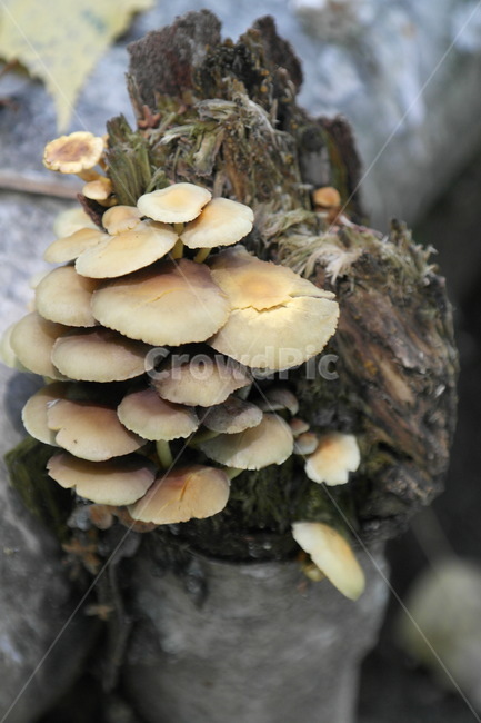 버섯,식물,산,자연,나무,이끼,나무결,접사,그늘,낙엽,가을,버섯,mushroom