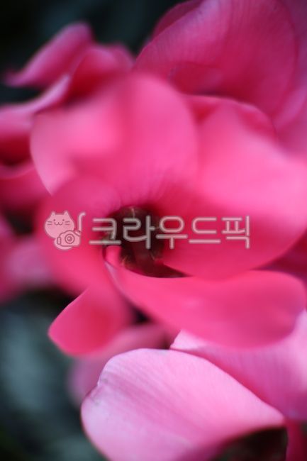 꽃,꽃잎,petal,flower,시클라멘,식물,자연,plants,nature,꽃,flower