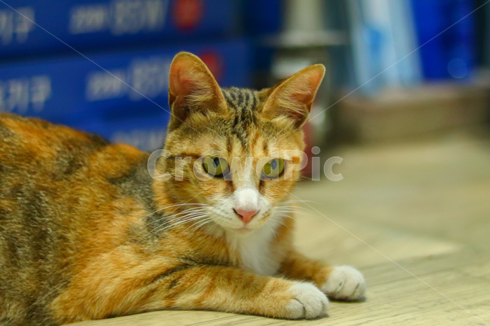 고양이,냐옹이,야옹이,cat,길고양이,straycat,동물,animal