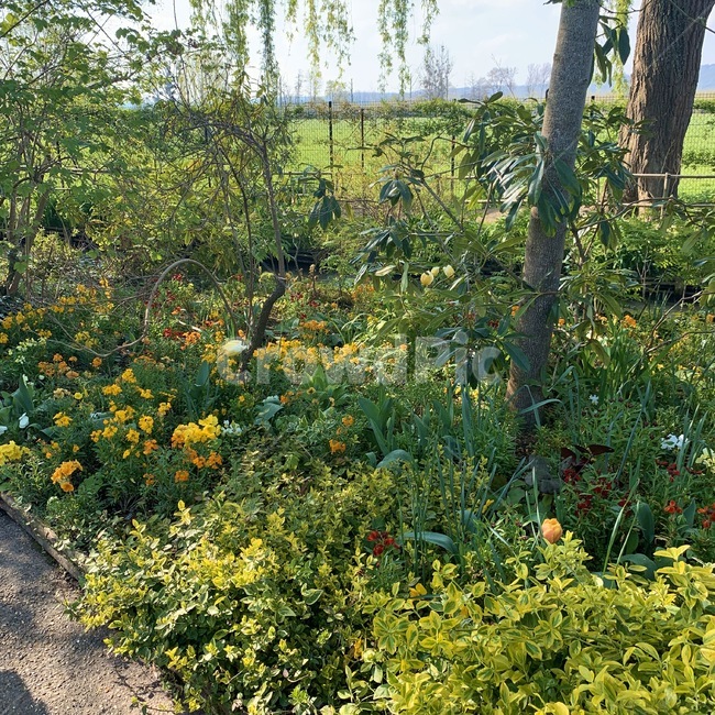 outdoors,옥외,garden,정원,flower,꽃밭,plant,식물