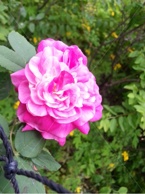 rose,꽃,장미,식물,flower,blossom,plant,식물,자연,plants,nature,꽃,flower
