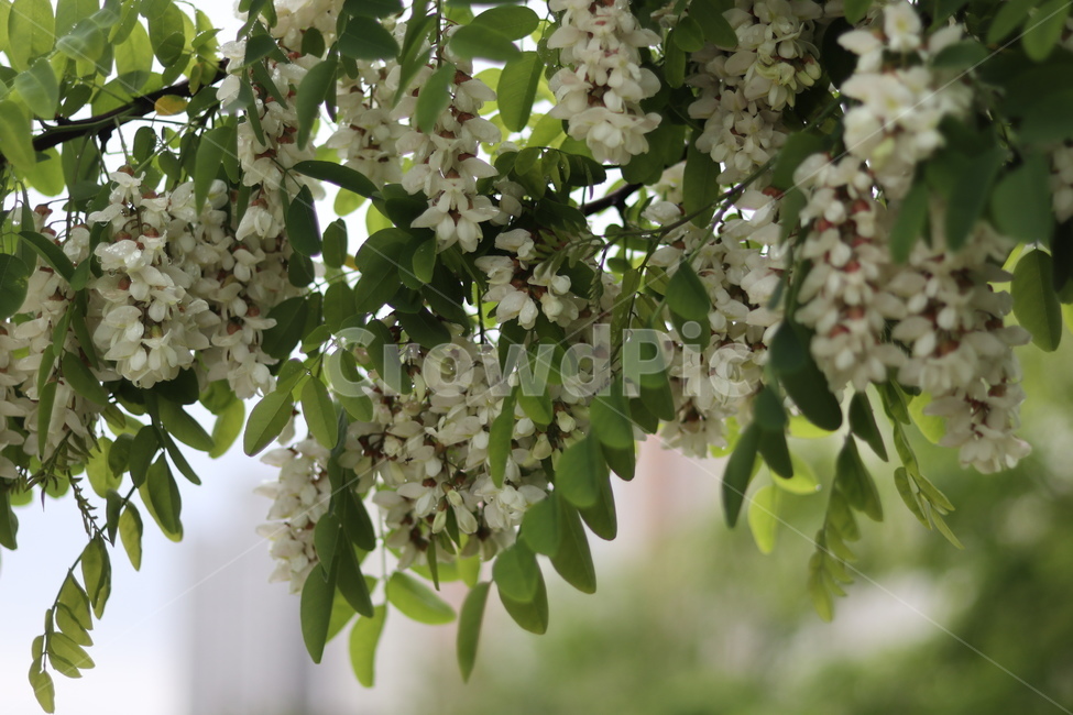 아카시아꽃,흰색,봄,흐림,향기,식물,자연,plants,nature,꽃,flower