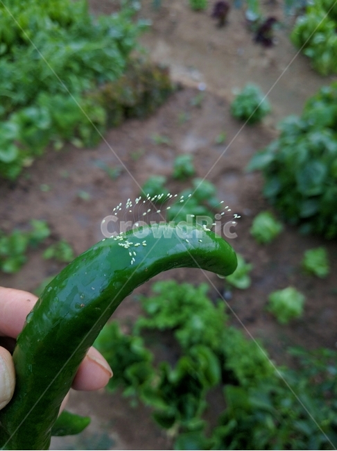 우담바라,기적,식물,신비,특별한꽃,고추,음식,식재료,요리,food,cook,meal,dishes,food reserves,채소,야채,vegetables