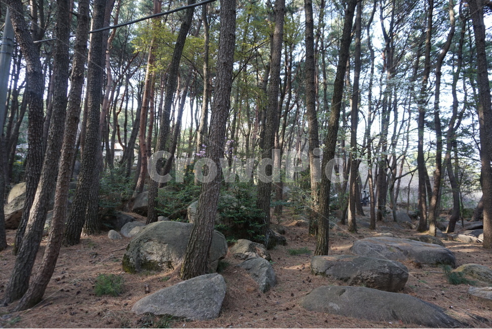 나무,숲,풀,수풀,공원,산,등산,우거진,우거진숲,식물,울창하다,울창함,울창,나무가지,바위,소풍,자연,풍경,nature,landscape,식물,plants,나무,trees,wood,ground,바닥