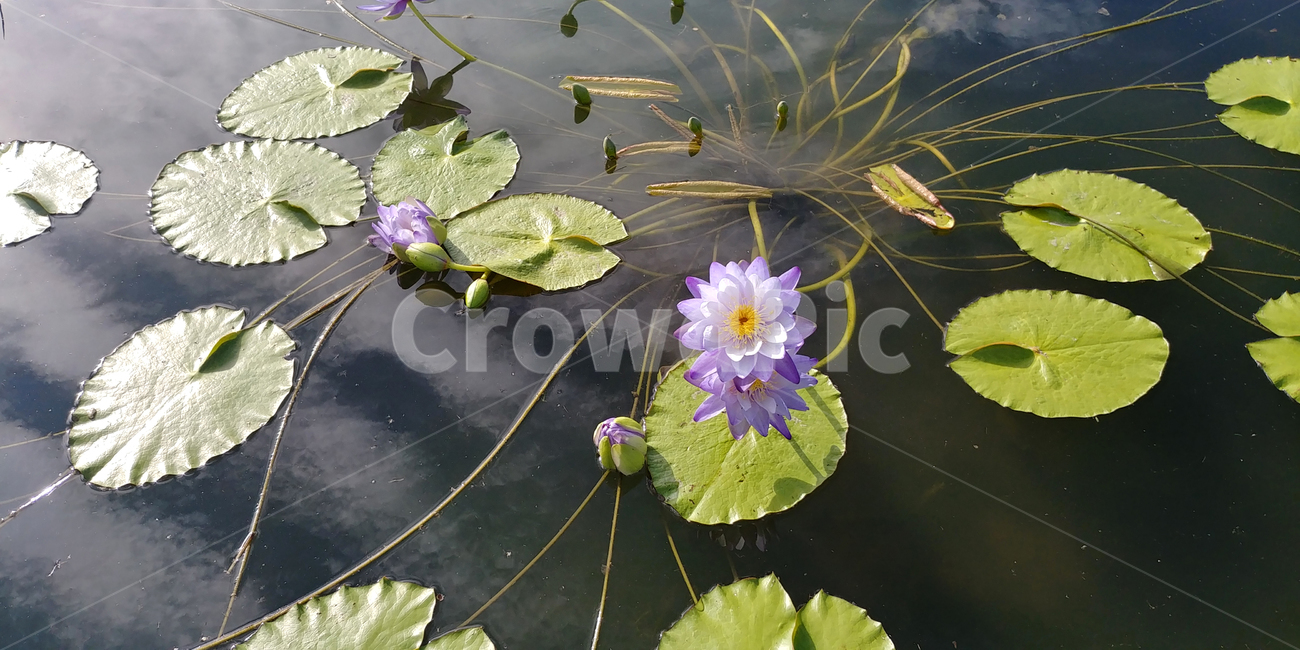 연꽃,물,잎,보라색꽃,가시연,7월,8월,아름다움,plant,식물,flower,blossom