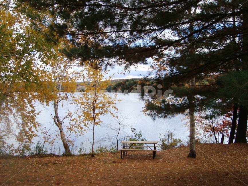 가을,호숫가,자연,나무,단풍,nature,벤치,의자,숲,자연,풍경,nature,landscape,bench,tree,plant,식물