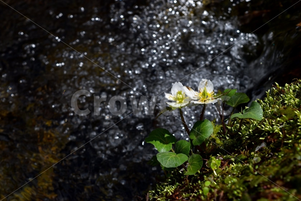 모데미풀,봄,야생화,꽃,청태산,강원도,봄꽃,고산야생화,감성,wildflower,산꽃,봄야생화,계곡,이끼,꽃말,슬픈추억,아쉬움,MegaleranthissaniculifoliaOhwi,금매화아재비,운봉금매화,식물,자연,식생,생태,식물,자연,plants,nature,꽃,flower