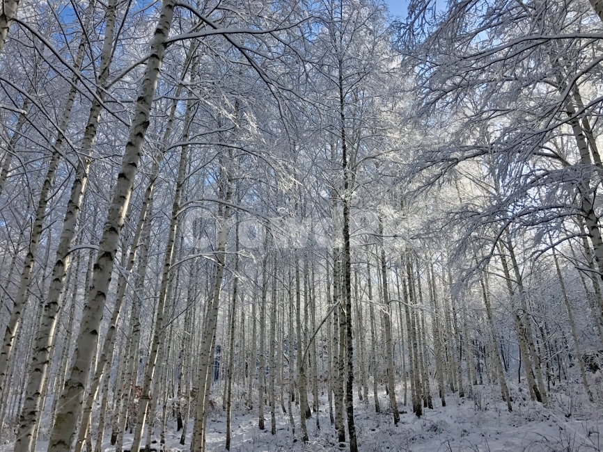 인제,아침,빛,햇빛,눈,자작나무,겨울,계절,winter,season,자연,풍경,nature,landscape,식물,plants,나무,trees,wood,tree,plant,outdoors,옥외