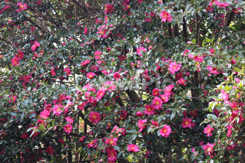 식물,동백꽃,제주도,동백,꽃,식물,자연,plants,nature,꽃,flower