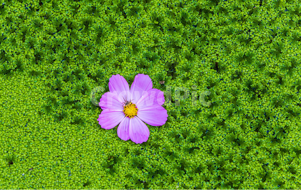 코스모스,꽃잎,개구리밥,문양,무늬,습지,패턴,식물,자연,plants,nature,꽃,flower