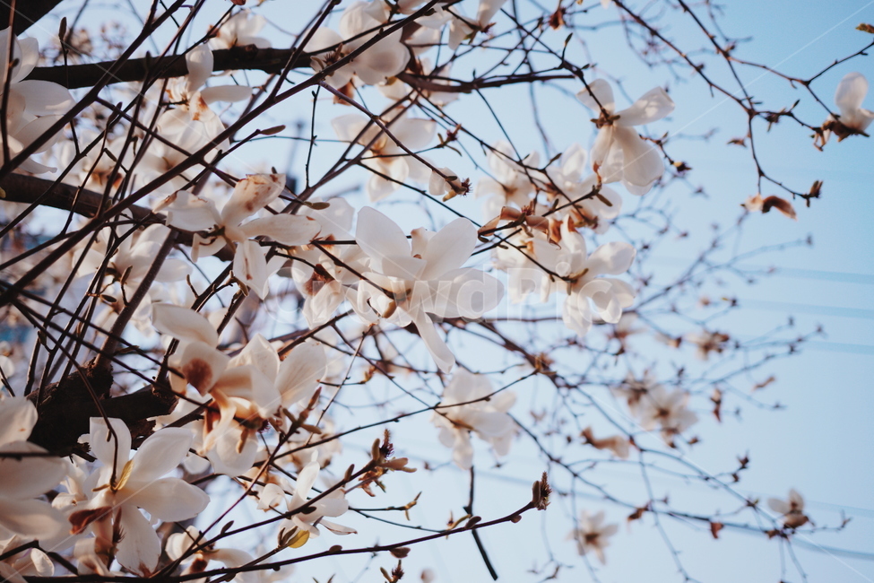 봄,풍경,자연,벚꽃,나무,nature,landscape,spring,분홍,봄,계절,spring,season,식물,자연,plants,nature,꽃,flower,plant