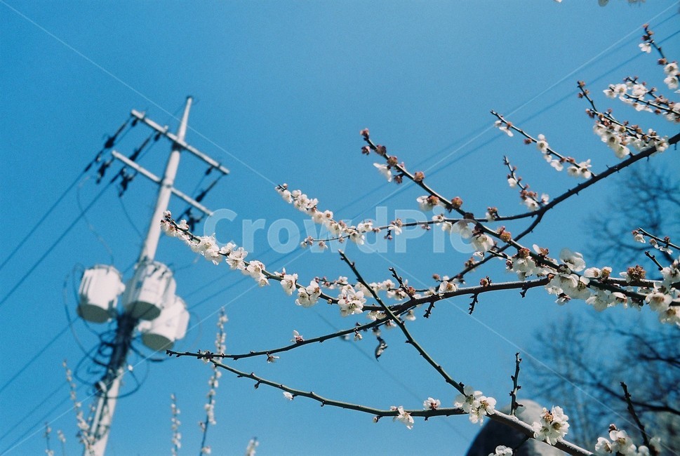 매화,꽃,봄,나무,하늘,봄,계절,spring,season,식물,자연,plants,nature,꽃,flower,색깔,색상,색채,색감,color sense,color sensitivity,feeling of color