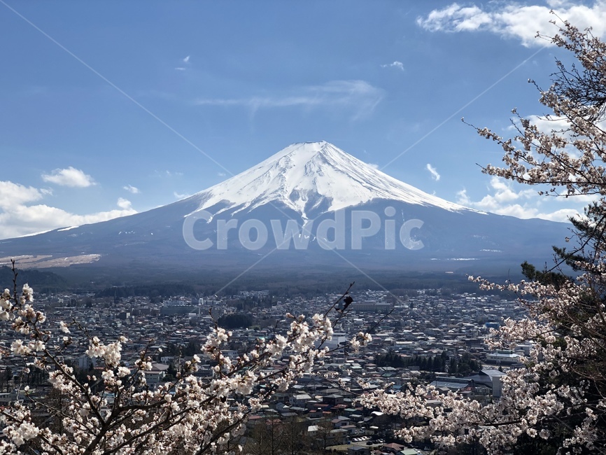 Cherry Blossom,Sengen Park,clear sky,mount fuji,volcano