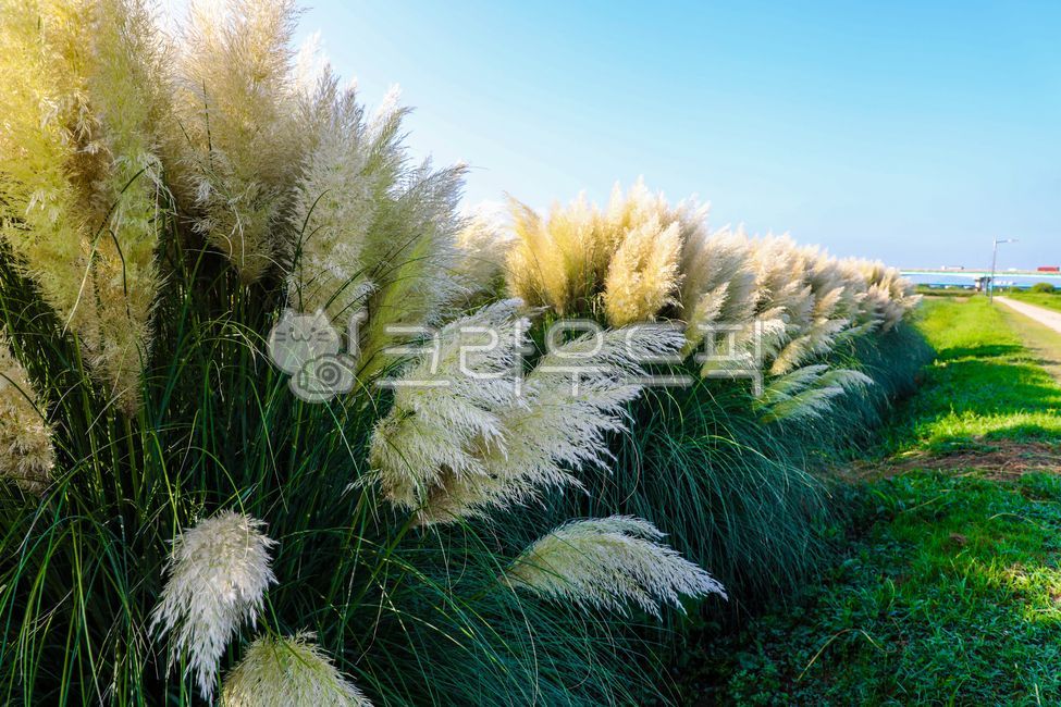팜파스,팜파스그라스,대형억새,억새,팜파스식재,pampas,pampasgrass,bigbillionyearold,pampasvegetable