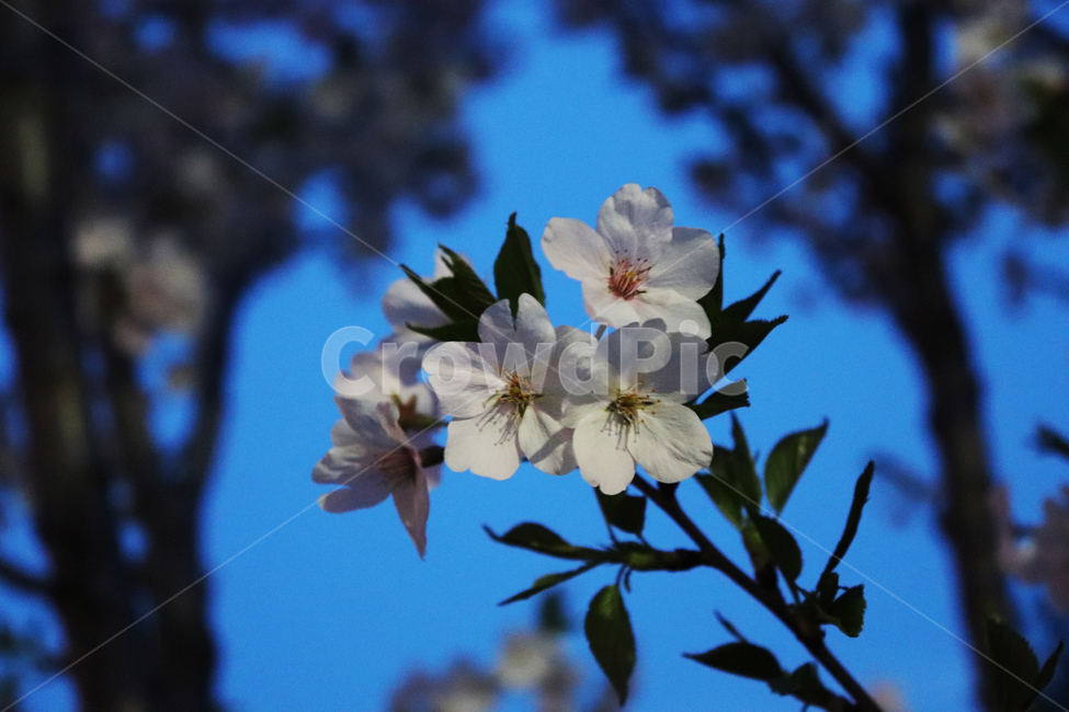 꽃,저녁,벚꽃,flower,blossom,식물,plant,scenery,봄,계절,spring,season