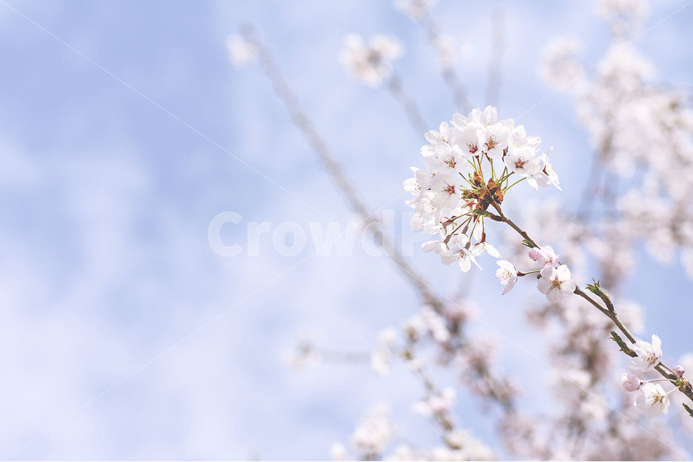봄,풍경,꽃,벚꽃,spring,landscape,flower,cherryblossom,봄,계절,spring,season,plant,식물