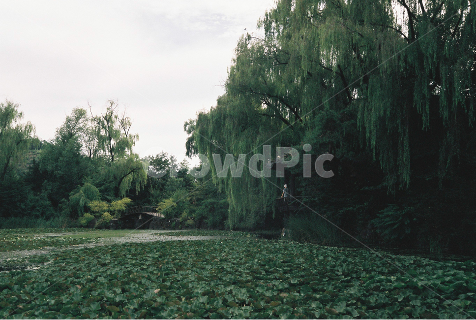 필름,풍경,감성,초록,나무,연못,자연,landscape,자연,풍경,nature,landscape,tree,plant,식물