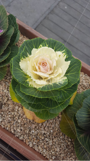 가을,꽃,화단,근접,flower