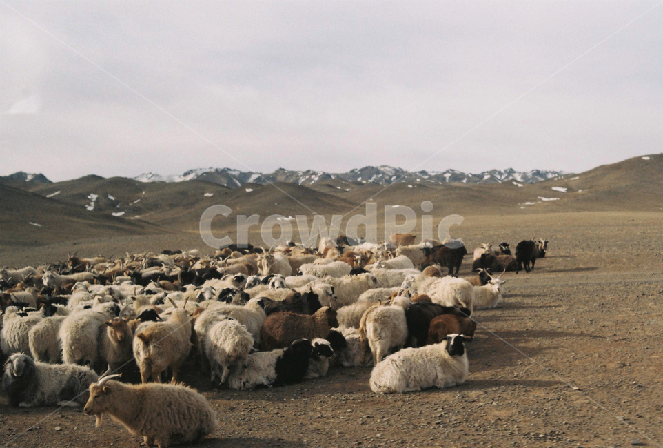 몽골,자연,동물,양,염소,산,초원,무리,herd,sheep,동물,animal,포유류,mammal