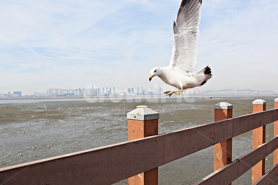 갈매기,새,조류,풍경,배경,자연,하늘,동물,animal,조류,새,birds