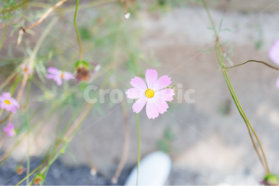 하늘,가을,코스모스,꽃,필름,감성사진,가을,계절,fall,autumn,season,식물,자연,plants,nature,꽃,flower,plant,blossom,petal,꽃잎
